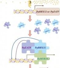 Unlocking the peach palette: how two genes orchestrate fruit color