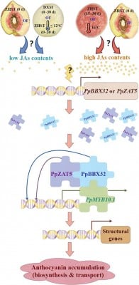 Unlocking the peach palette: how two genes orchestrate fruit color