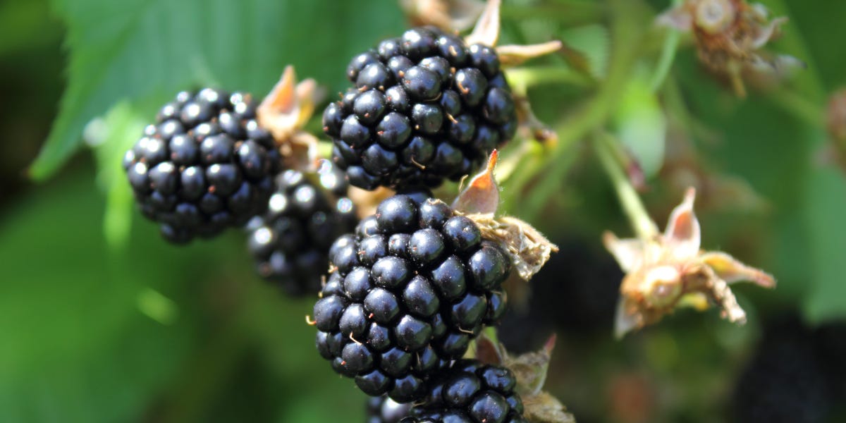 Apple's 'BlackBerry Moment' - Business Insider