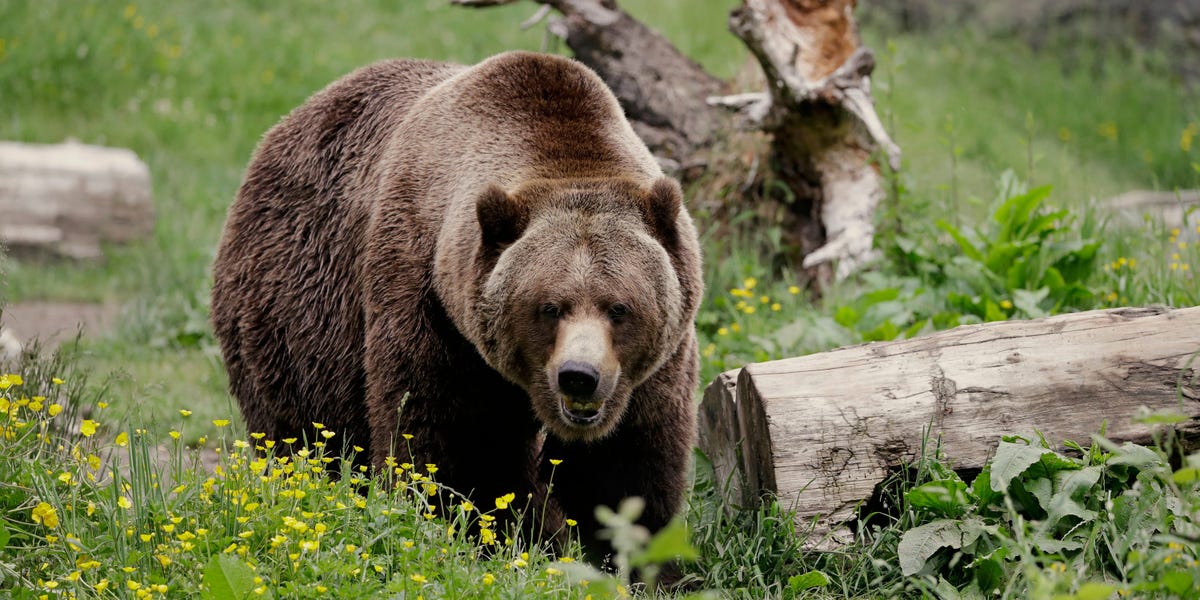 Holding Cash in Case a Bear Market Hits? When and How to Buy the Dip.