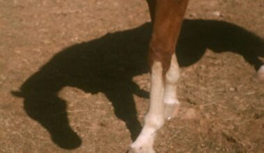 What this retired racehorse shows us about second chances