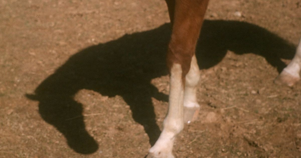 What this retired racehorse shows us about second chances