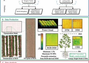 UAV phenotyping reveals genetic drivers of cotton plant architecture