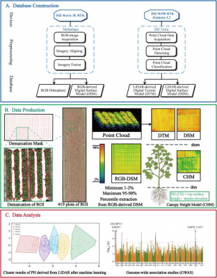 UAV phenotyping reveals genetic drivers of cotton plant architecture