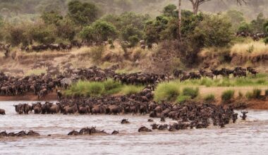Mara in the spotlight after another migration incident