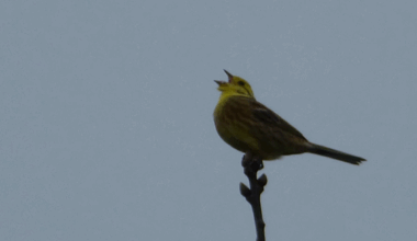 A yellow bird perches on the top of a branch and opens its beak while looking up at the sky.
