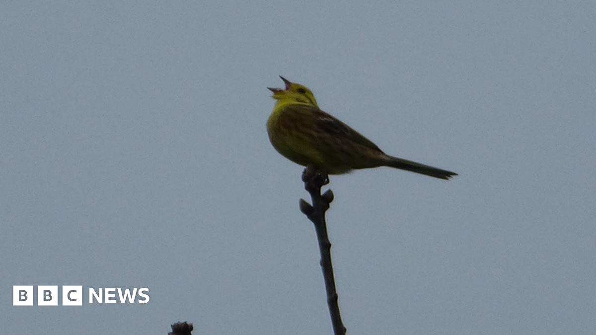 A yellow bird perches on the top of a branch and opens its beak while looking up at the sky.