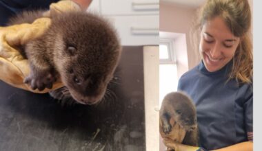 Belladrum-bound traveller helps save otters close to A835 Ullapool road
