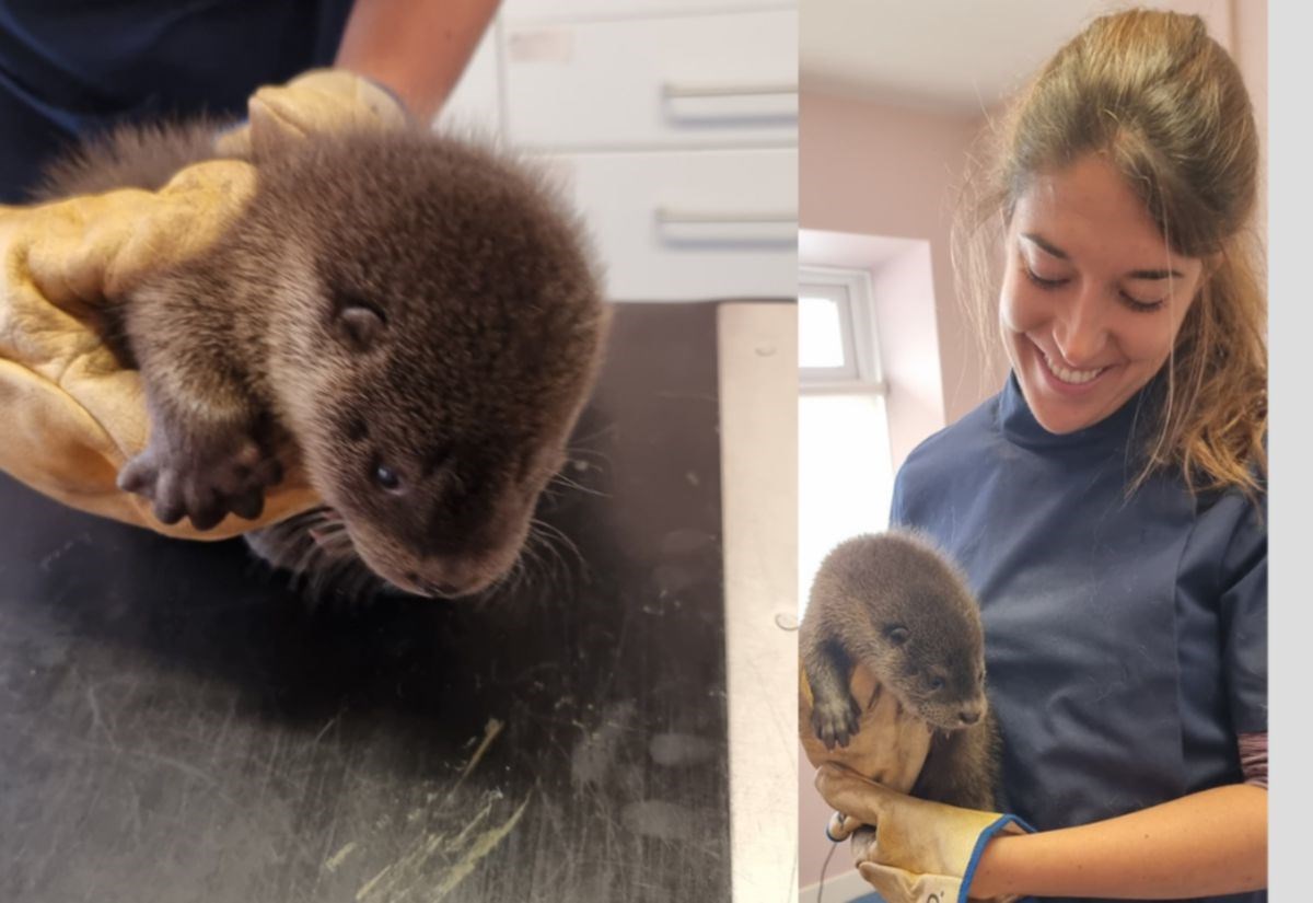 Belladrum-bound traveller helps save otters close to A835 Ullapool road