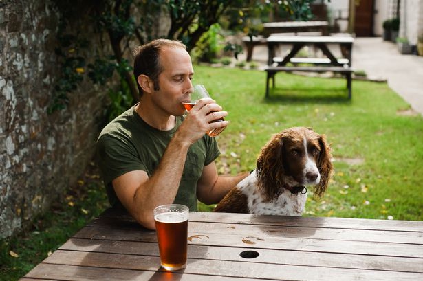 Man sitting in pub garden with Spaniel dog  drinking pint of beer.