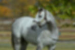 La Pasión Features Two Gouverneur Morris Foals in the August Sale / JUAN I. BOZZELLO