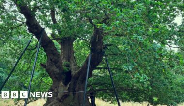 The Druids Oak is 800 years old