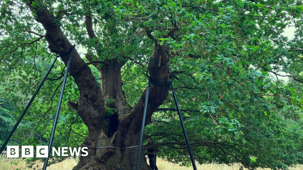 The Druids Oak is 800 years old