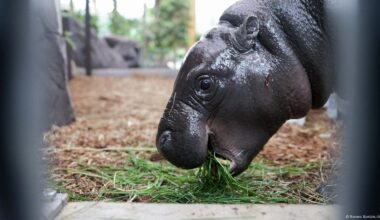 Pygmy hippo Toni says bonjour to France after Berlin exit – DW – 08/27/2025