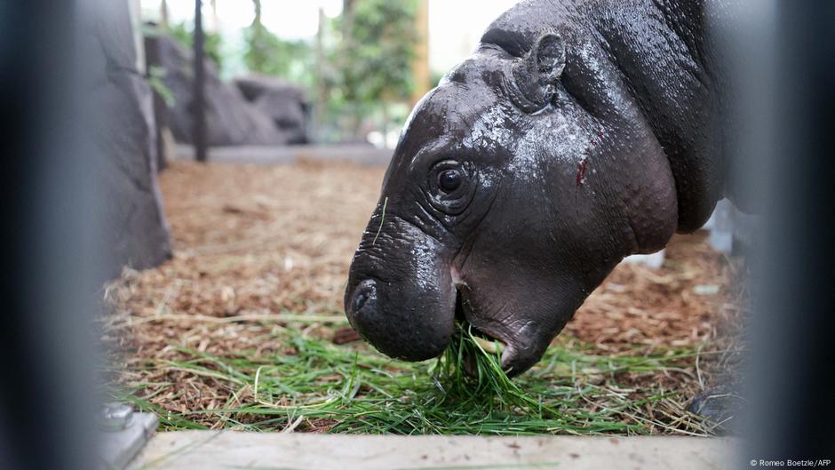 Pygmy hippo Toni says bonjour to France after Berlin exit – DW – 08/27/2025