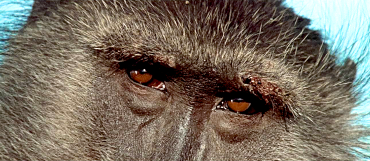 Sands of the Kalahari - Trailers From Hell