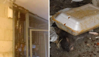 'They've taken over the whole building': London tenants say housing giant left them living in year-long 'rat nightmare'
