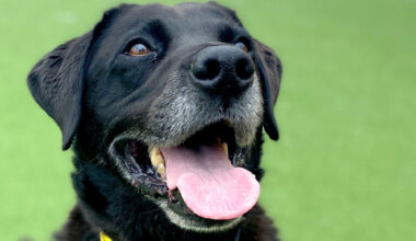 Northern Ireland’s most popular pooches and names from Dogs Trust poll