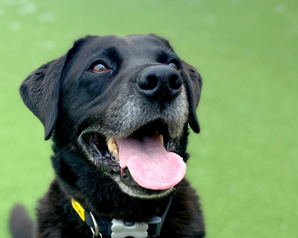 Northern Ireland’s most popular pooches and names from Dogs Trust poll