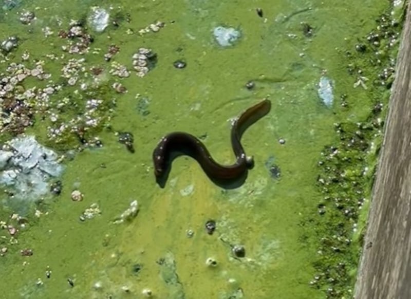 An eel writhes on algae covering the surface of Lough Neagh in footage shred by Western Shore Angling on Facebook