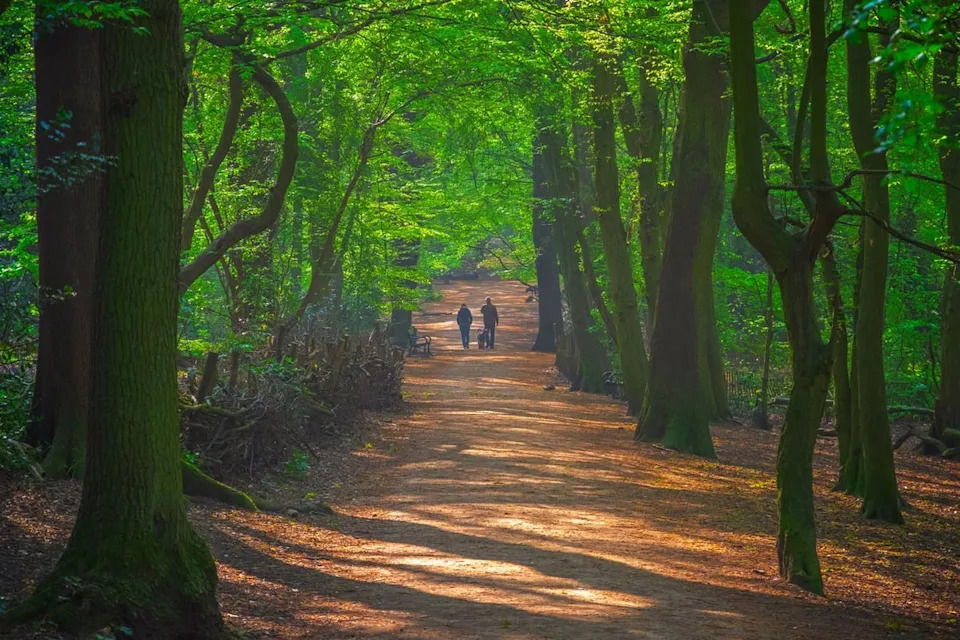 Highgate Woods in North London (Shutterstock)