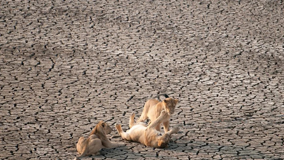 Asiatic lions fight at Gir National Park. - Robin C Hamilton