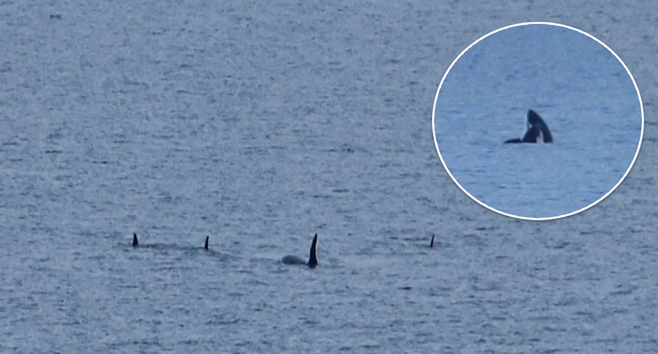 Orcas swimming in the water (left) and a killer whale breaching (inset).