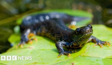 Fish moved to lake on Southampton Common threat to protected newts