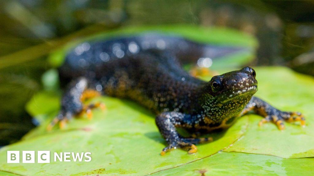 Fish moved to lake on Southampton Common threat to protected newts