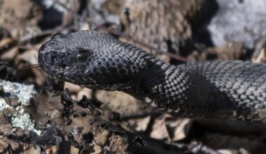 Hiker at Tennessee state park dies after venomous snake bites him