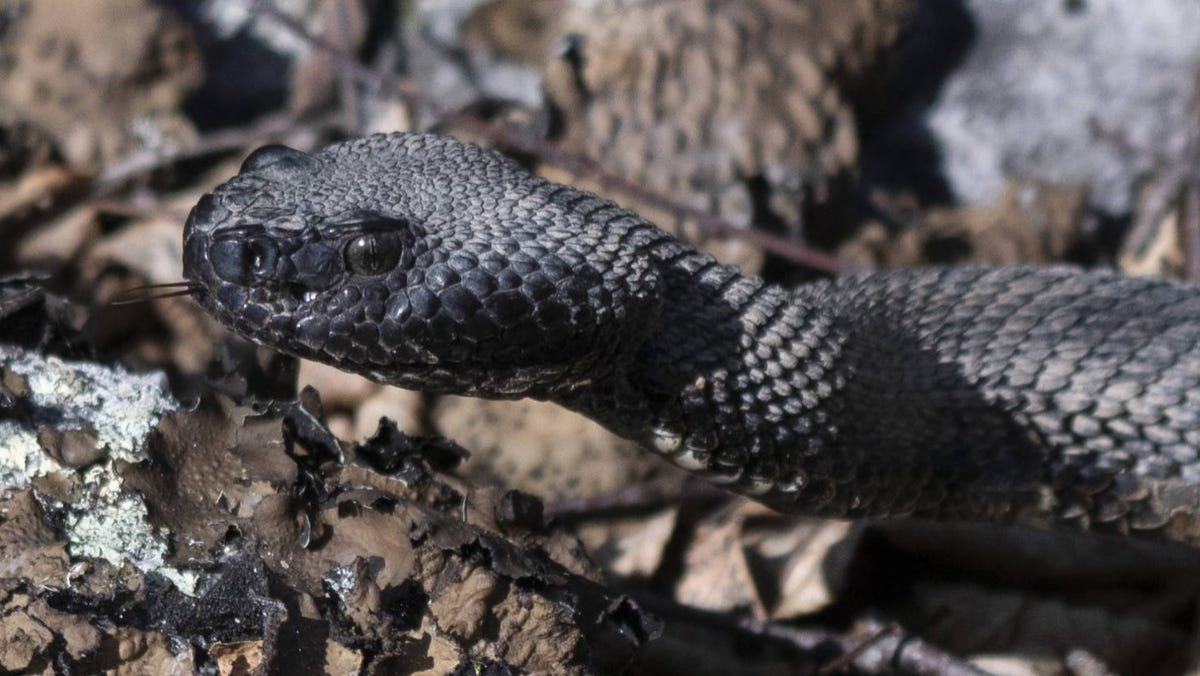 Hiker at Tennessee state park dies after venomous snake bites him