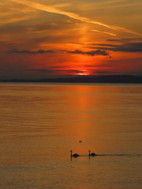 John Young A vertical image of a sky on fire as the sun set at Killegruer, near Glenbarr in Argyll. The view is from the beach looking to Islay in the distance with two swans swimming in the fading light.