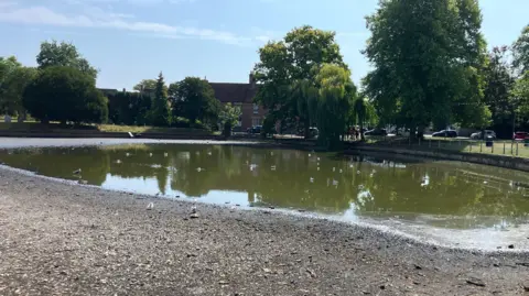 A green pond, with stony banks, surrounded by a raised grass verge. There are trees and a red brick house around the outside of the pond, and various birds nearby or in the pond itself.