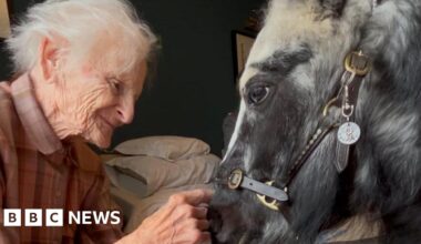 Swindon ponies help patients combat hospital depression