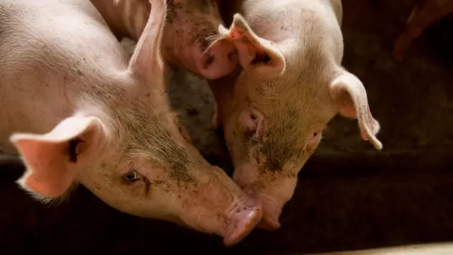 Tarif nol untuk impor daging babi AS akan menjadi pukulan bagi peternakan babi Thailand.