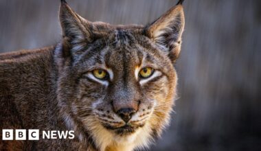 Aalborg Zoo asks for unwanted pets to feed its predators