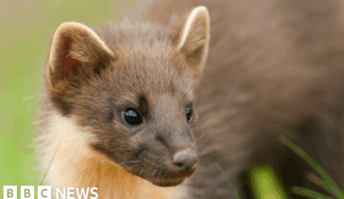 'Small number' of released pine martens hit by vehicles in Devon
