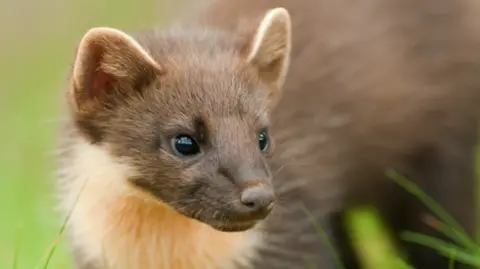 Terry Whittaker/Devon Wildlife Trust A close-up of a pine marten's face. It is looking towards the right and has two small ears and a long nose. It is brown, with a lighter brown on its chest. The eyes are dark and it is in a grassy area. 