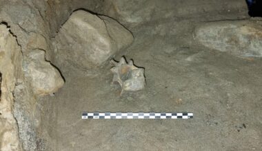 Cave discovery reveals oldest community of animals living in European Arctic - London Evening Standard