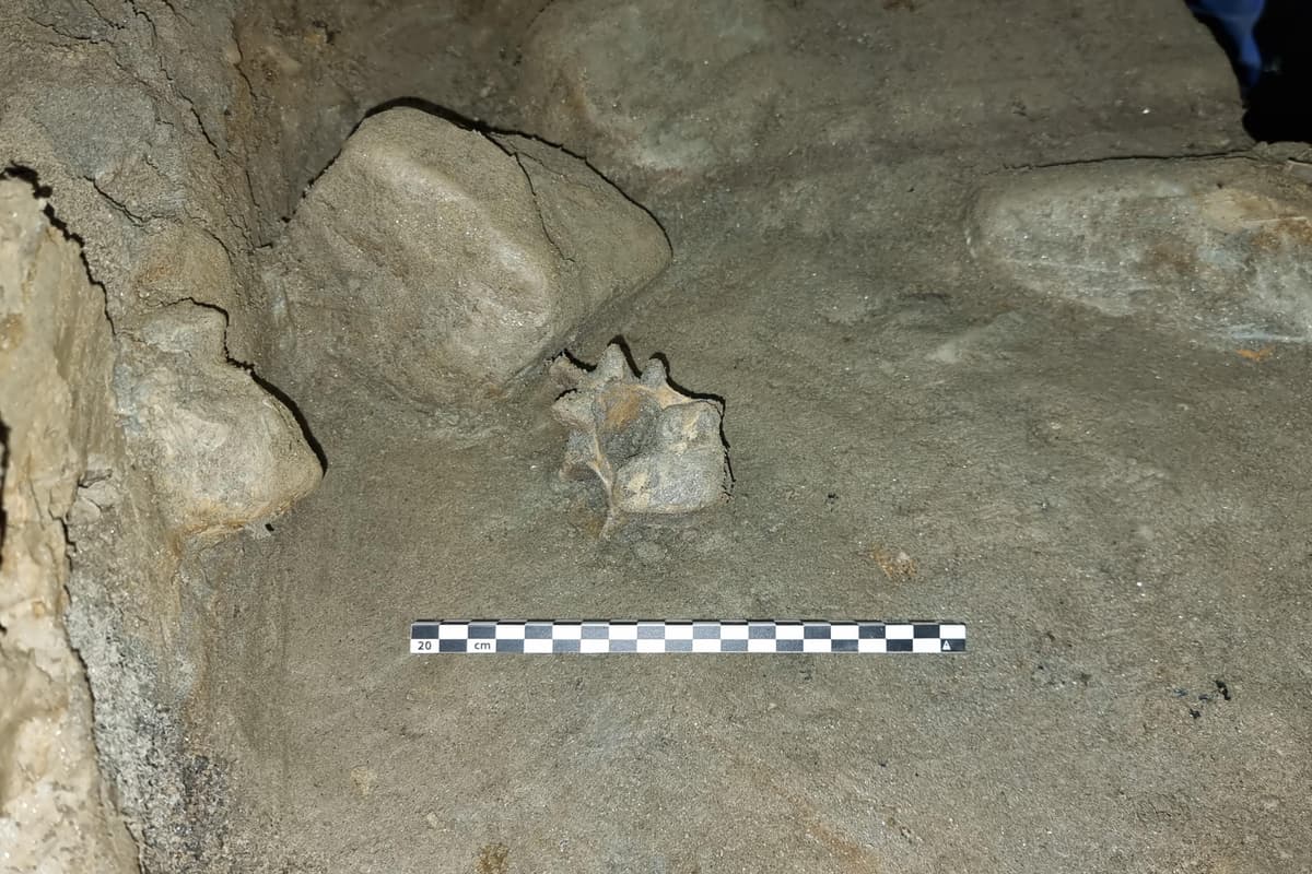 Cave discovery reveals oldest community of animals living in European Arctic - London Evening Standard