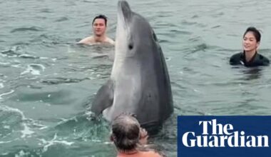 The perilous charm of Reggie the ‘friendly’ dolphin | Dolphins