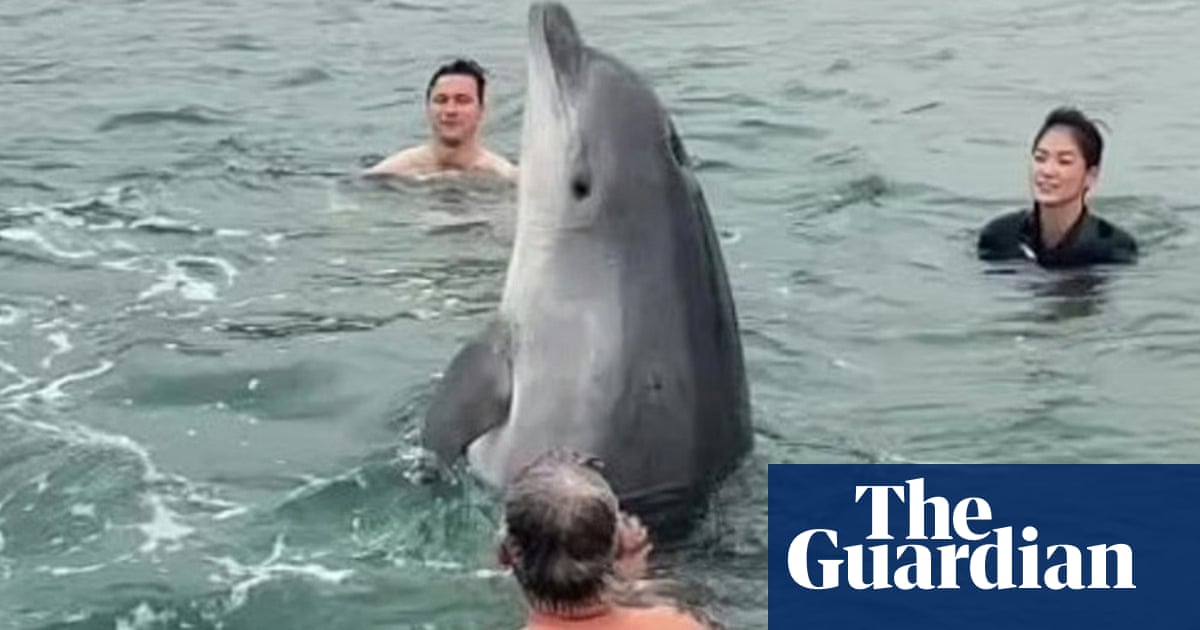The perilous charm of Reggie the ‘friendly’ dolphin | Dolphins