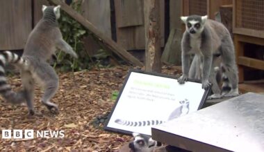 Watch: Lemurs and Capybaras face the scales at London Zoo's annual weigh-in