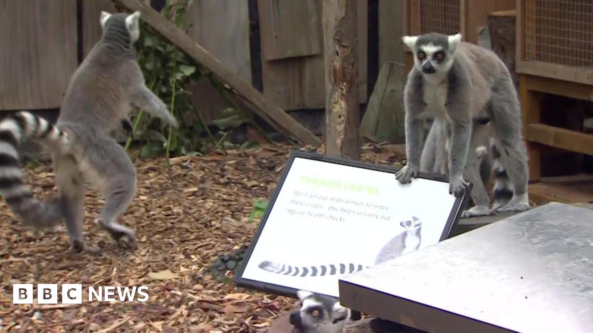 Watch: Lemurs and Capybaras face the scales at London Zoo's annual weigh-in