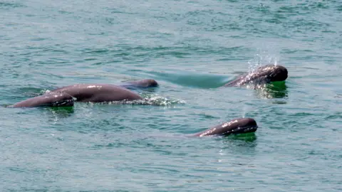 Yang He Porpoises swimming in the river