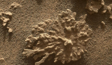 A coral shaped rock covered in reddish brownish dust