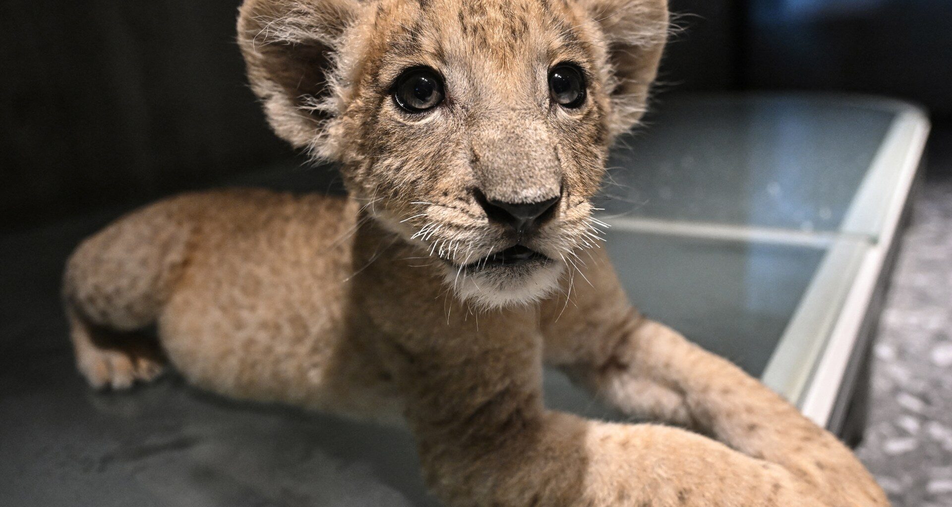 Petting cafes to homes: Thailand’s soaring captive lion population | Wildlife News