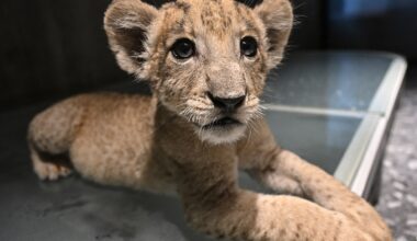 Petting cafes to homes: Thailand’s soaring captive lion population | Wildlife News
