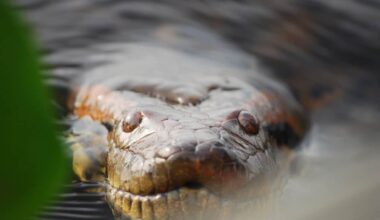 Anaconda