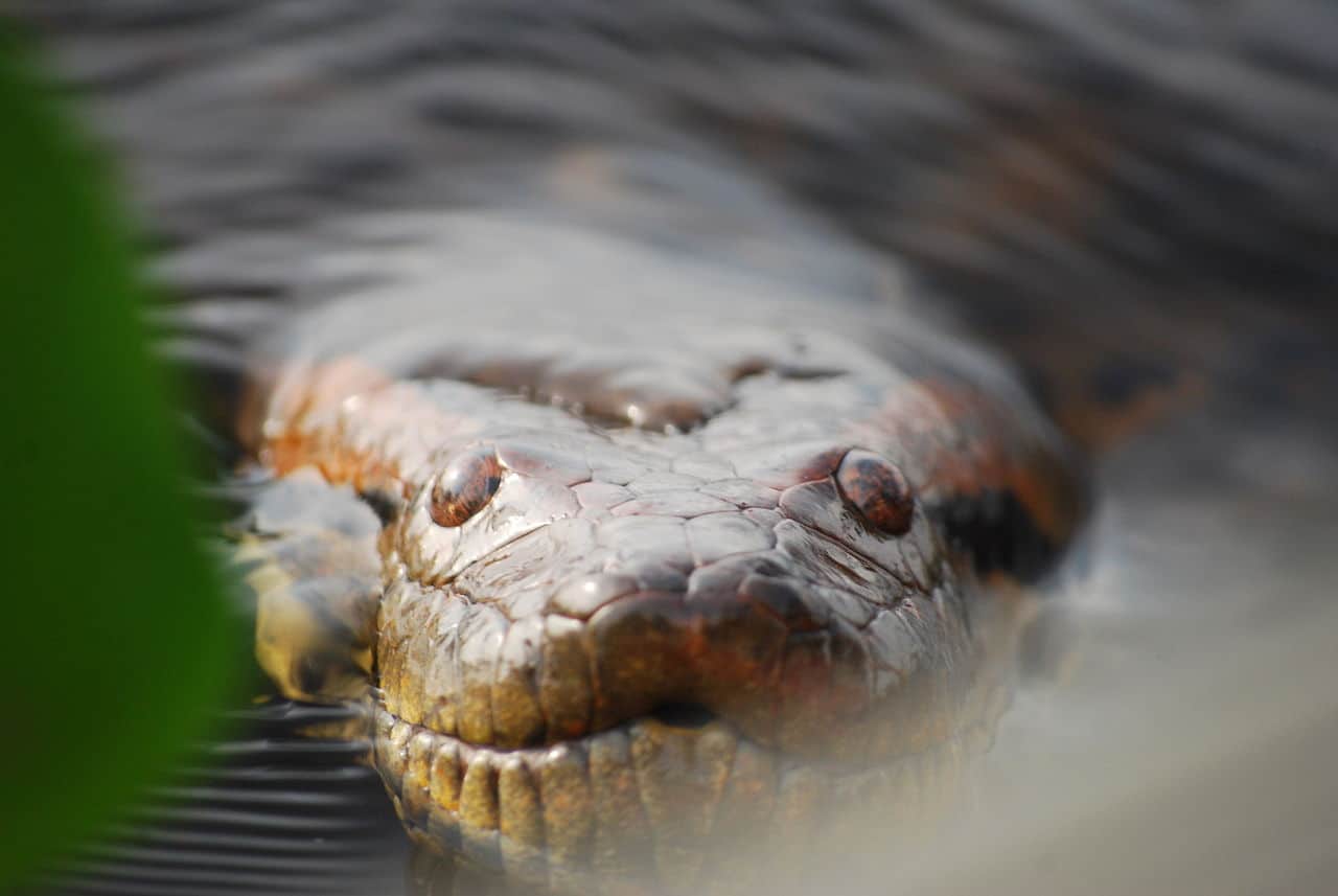 Anaconda